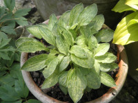 /album/fotogalerie-nabidka/hosta-little-maddie-jpg/